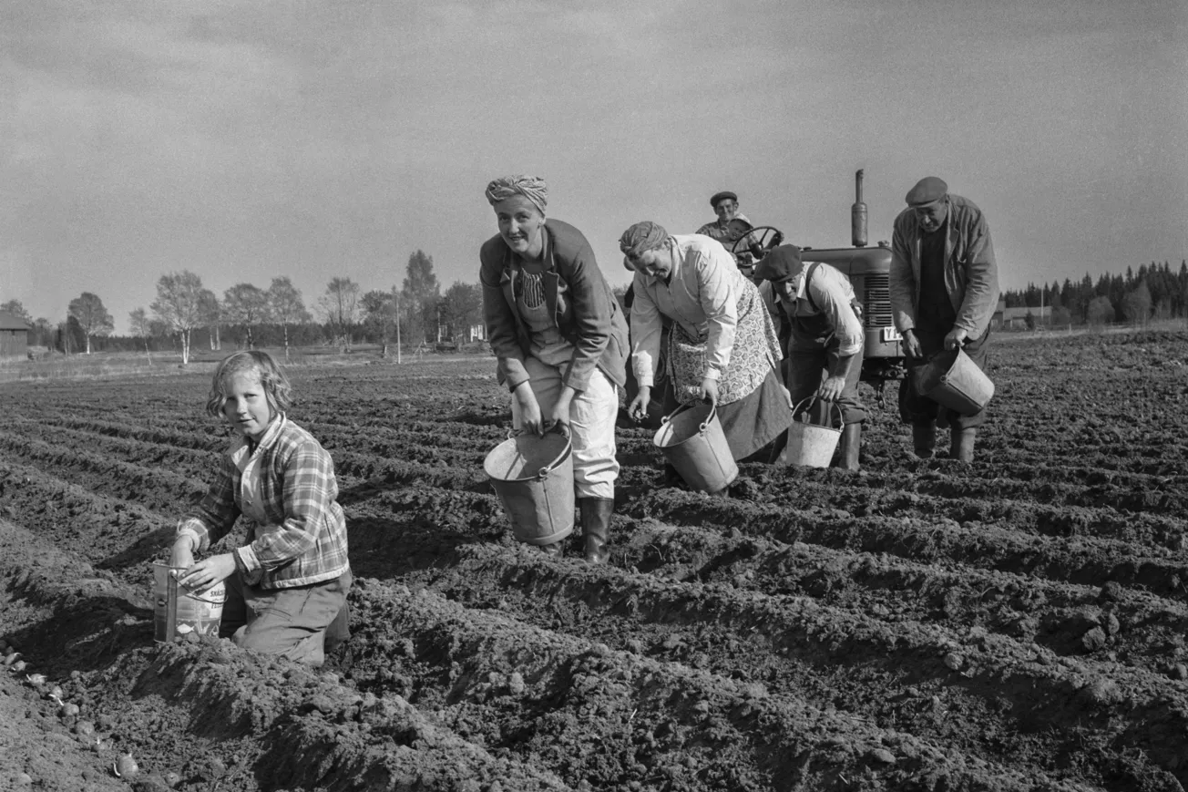 Åker. Fem personer sätter potatis, en person sitter på en traktor i bakgrunden.
