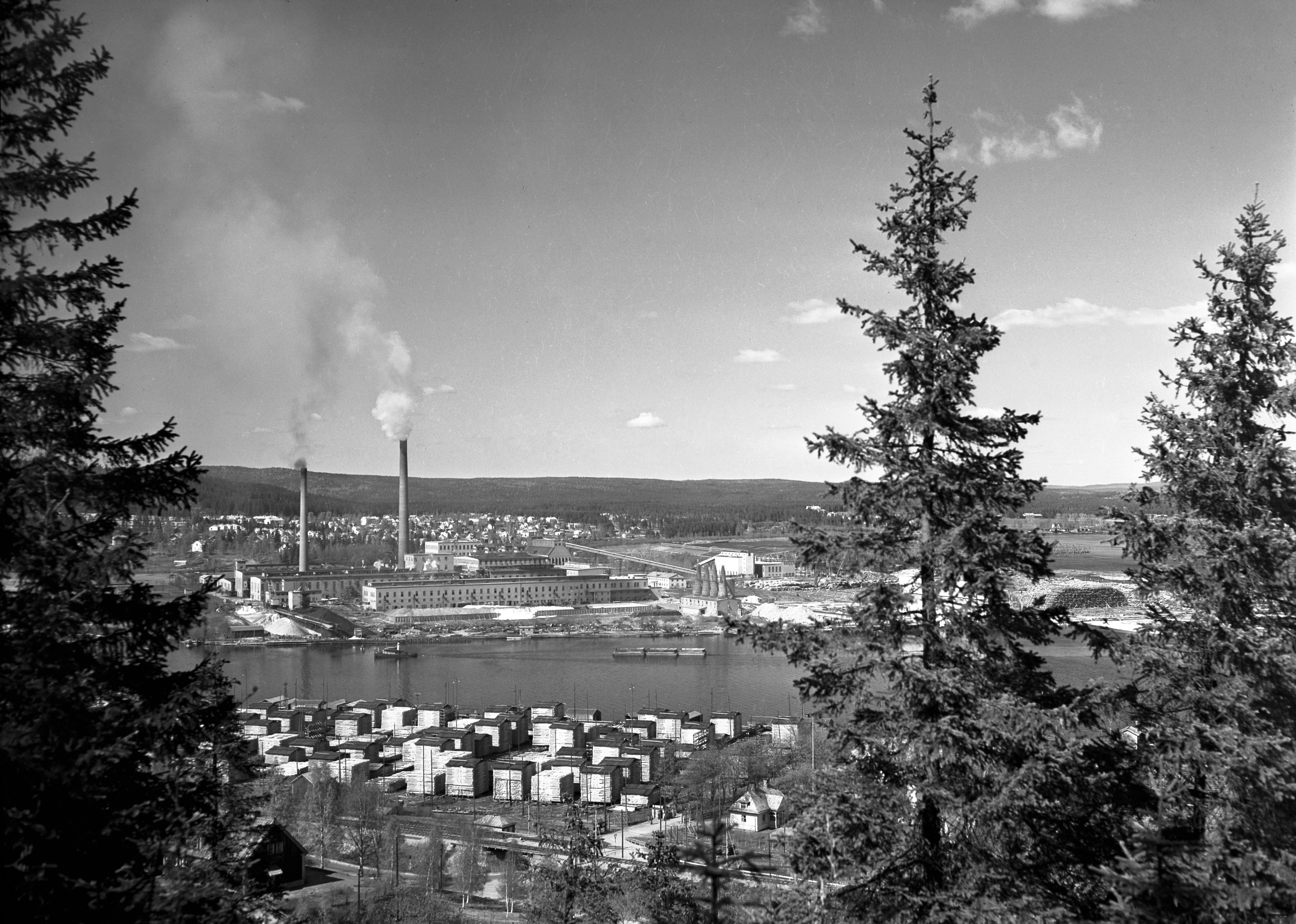 Vy över industriområde mellan tre stora granar.