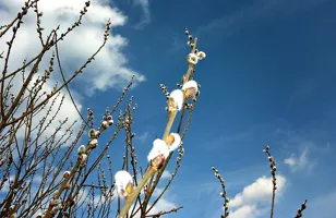 Grenar på ett träd med vita blommor mot en blå himmel.