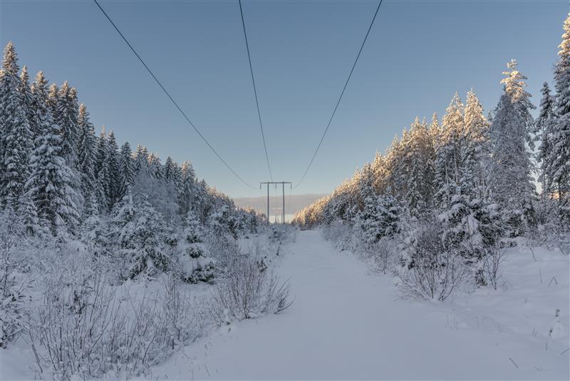 Foto på elstoplar i naturen
