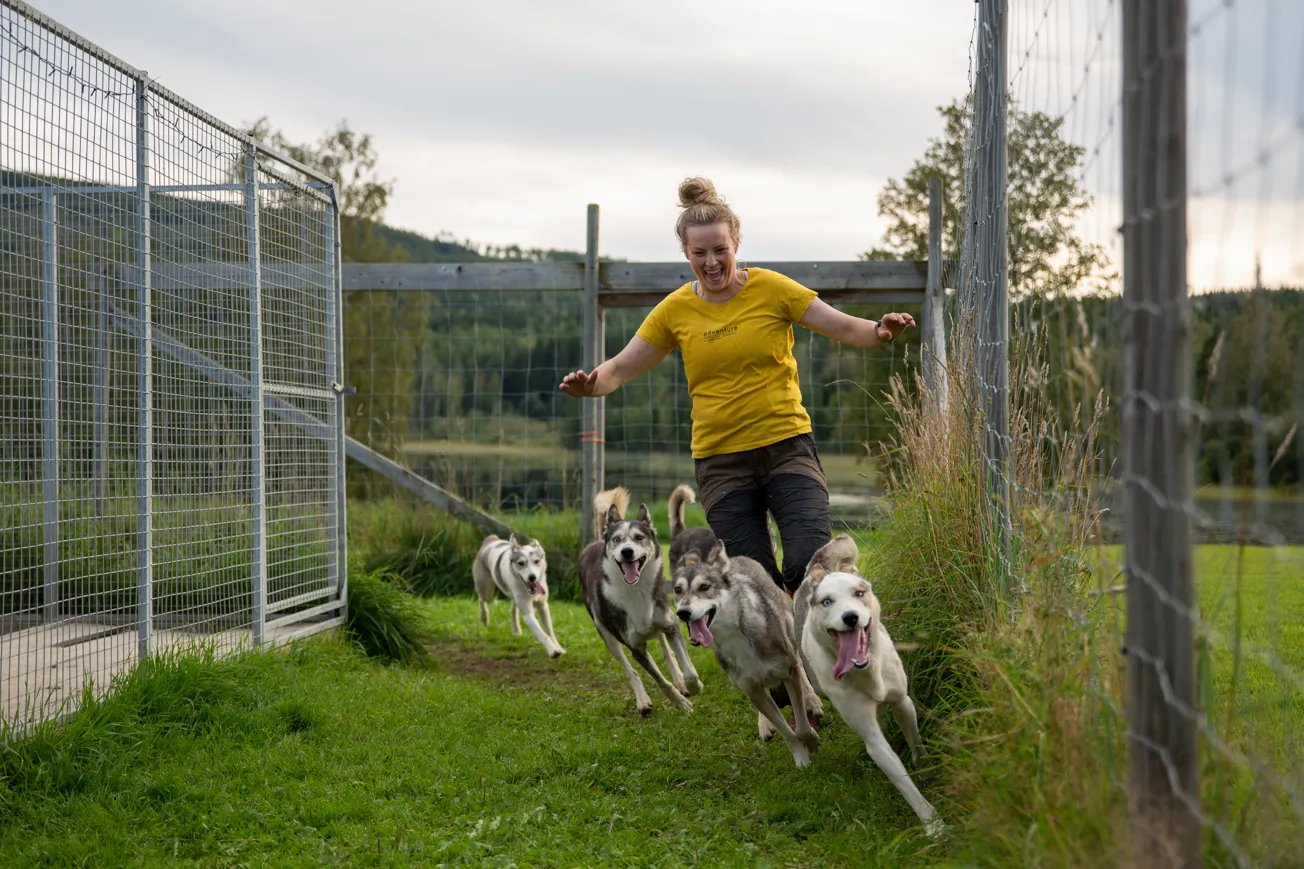En kvinna som springer med fyra hundar på en gräsmatta.