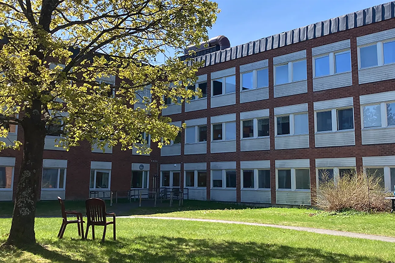 Ett träd framför en byggnad en solig dag.