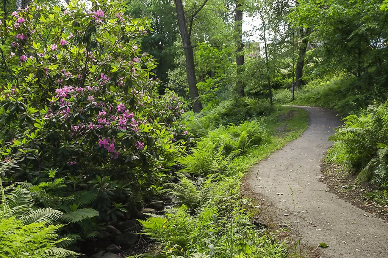Fridhemsparken med en stig som kantas av ormbunkar, träd och Rododendron.