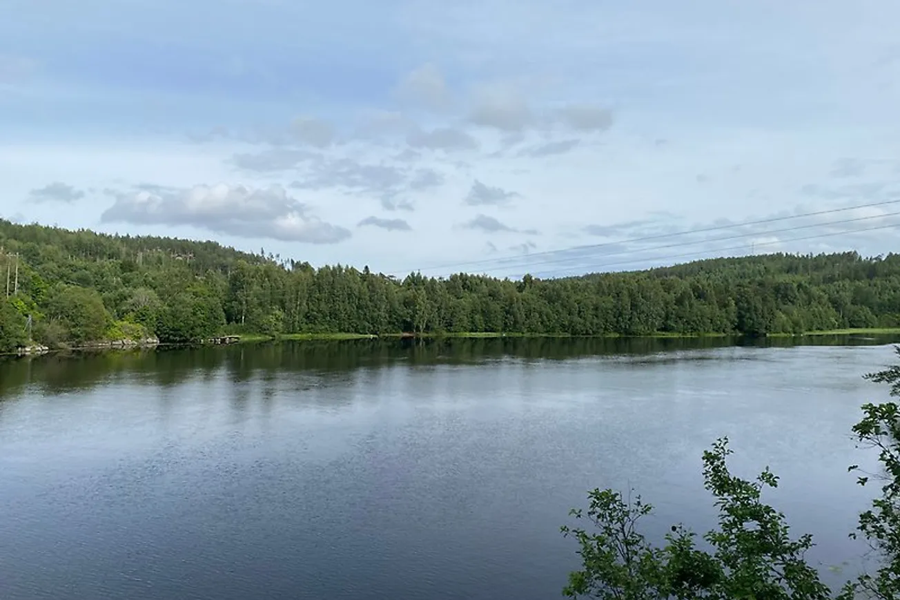 Ljungan omgiven av träd.