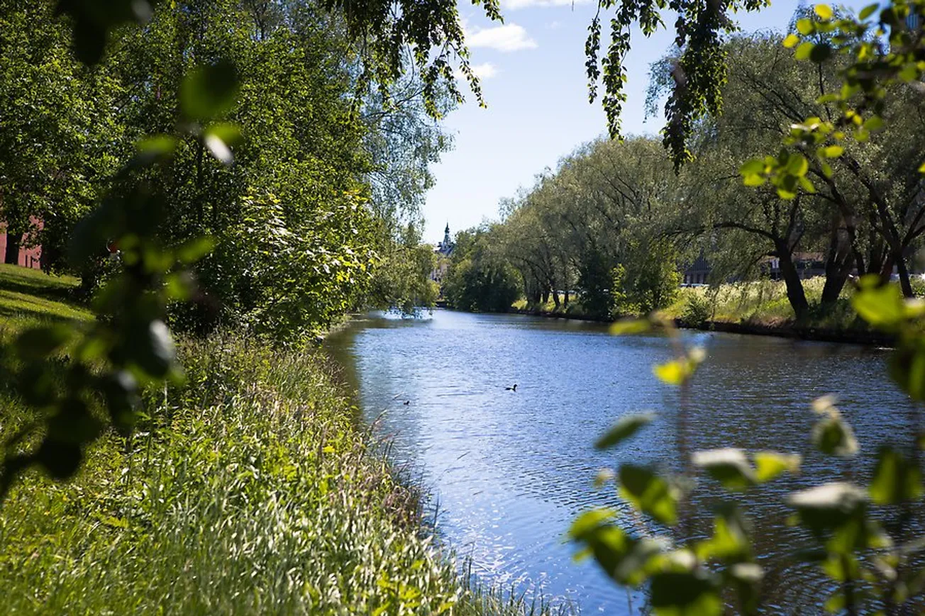 Selångersån omgiven av träd och gräs.